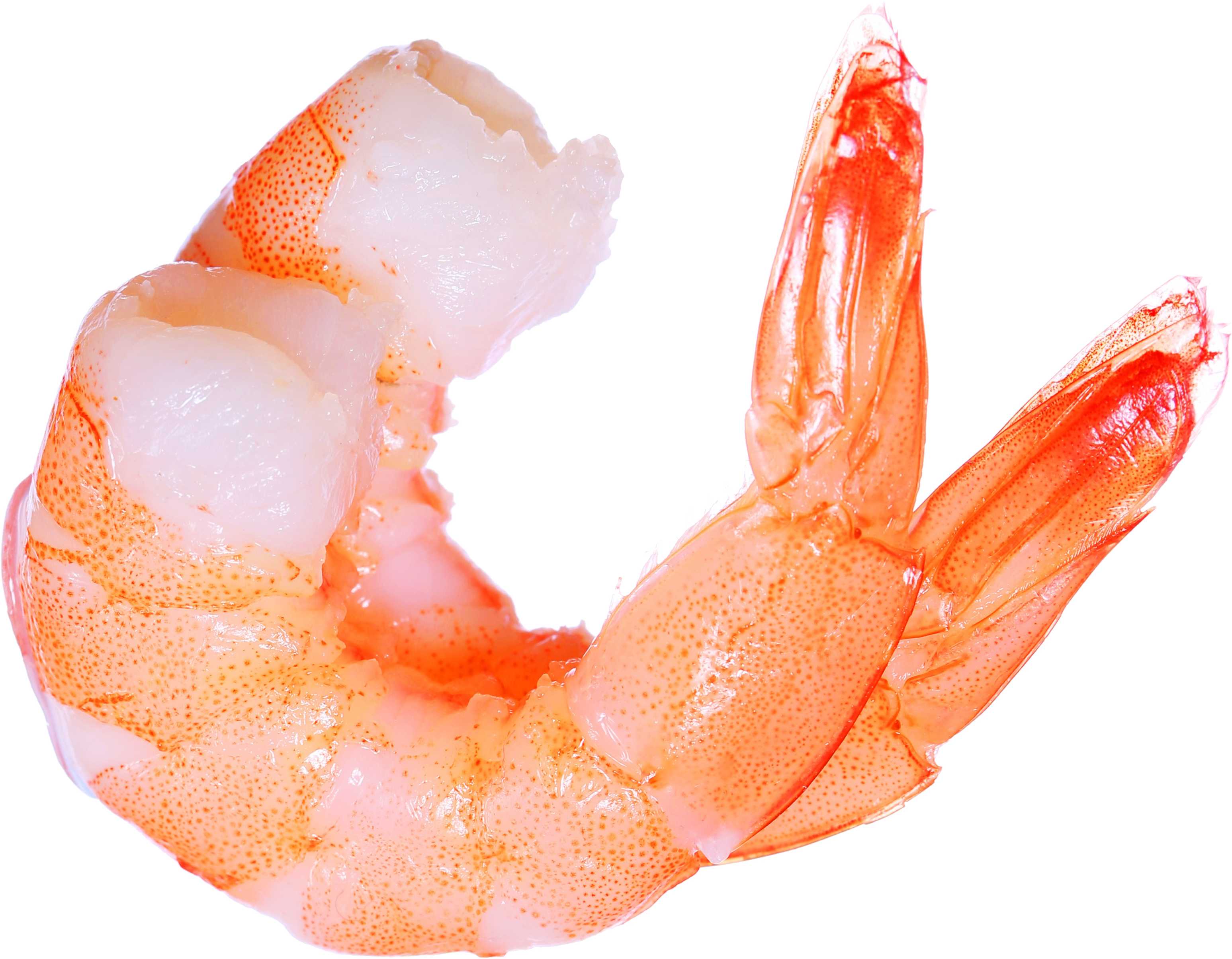 Free Library Seafood Clipart Dancing Shrimp - Shrimp Png (3094x2410), Png Download