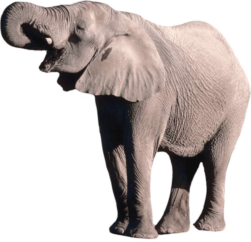 Elephant Png - Elephant .png (637x614), Png Download