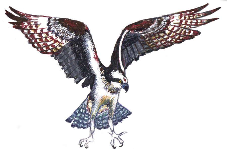 Png Free Library By Little Ampharos On Deviantart Littleampharos - Drawing (900x589), Png Download