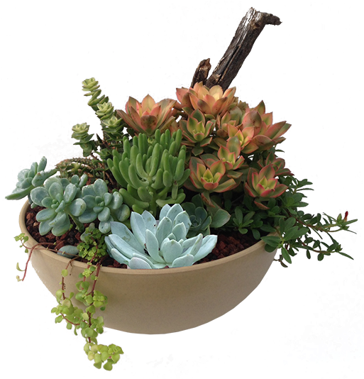Succulents Png (517x600), Png Download