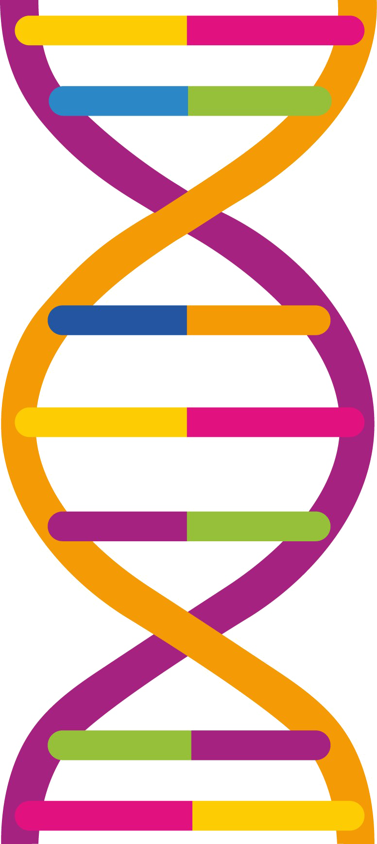 Dna Png Pic - Dna Png (776x1737), Png Download