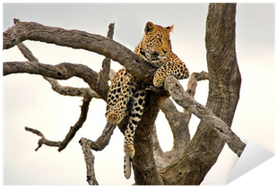 Resting On The Dead Tree Pixerstick For All Surfaces - Leadership E Carisma. Come Riconoscere E Sviluppare (400x400), Png Download