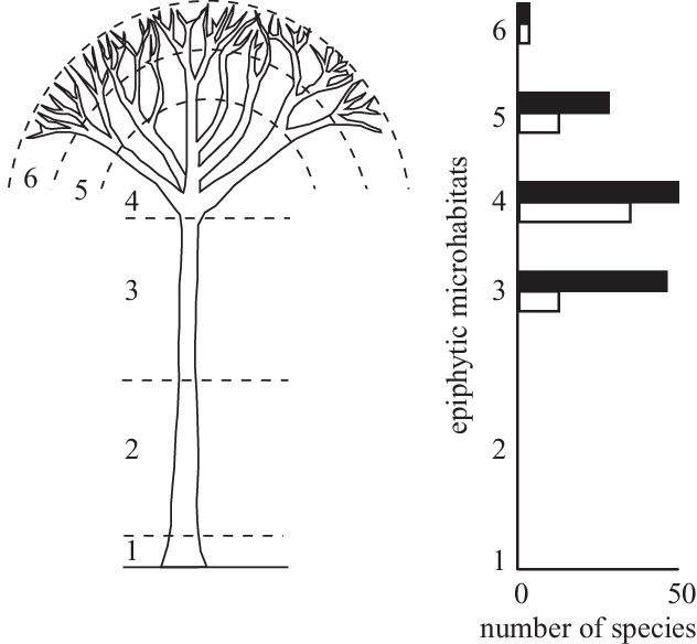 Vertical Distribution Of Orchid Species And Individuals - Diagram (632x584), Png Download