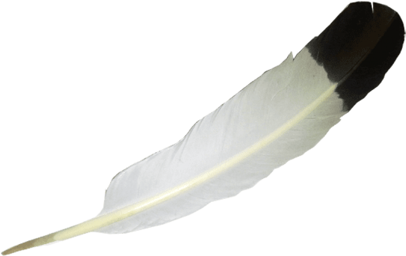 Feather Png - Eagle Feather Png (570x456), Png Download