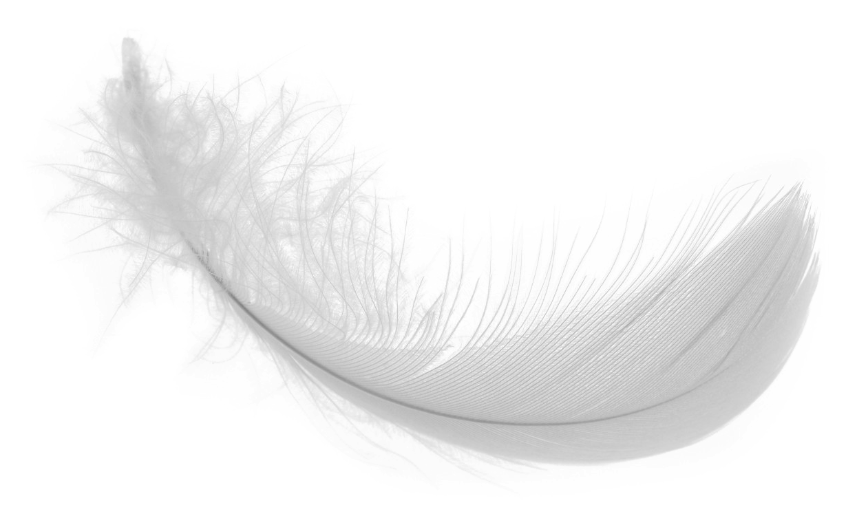 White Feather Png Download Image - White Feather Png (1290x792), Png Download