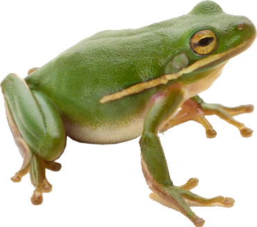 Green Frog Png Image Free - Frog Png (370x327), Png Download