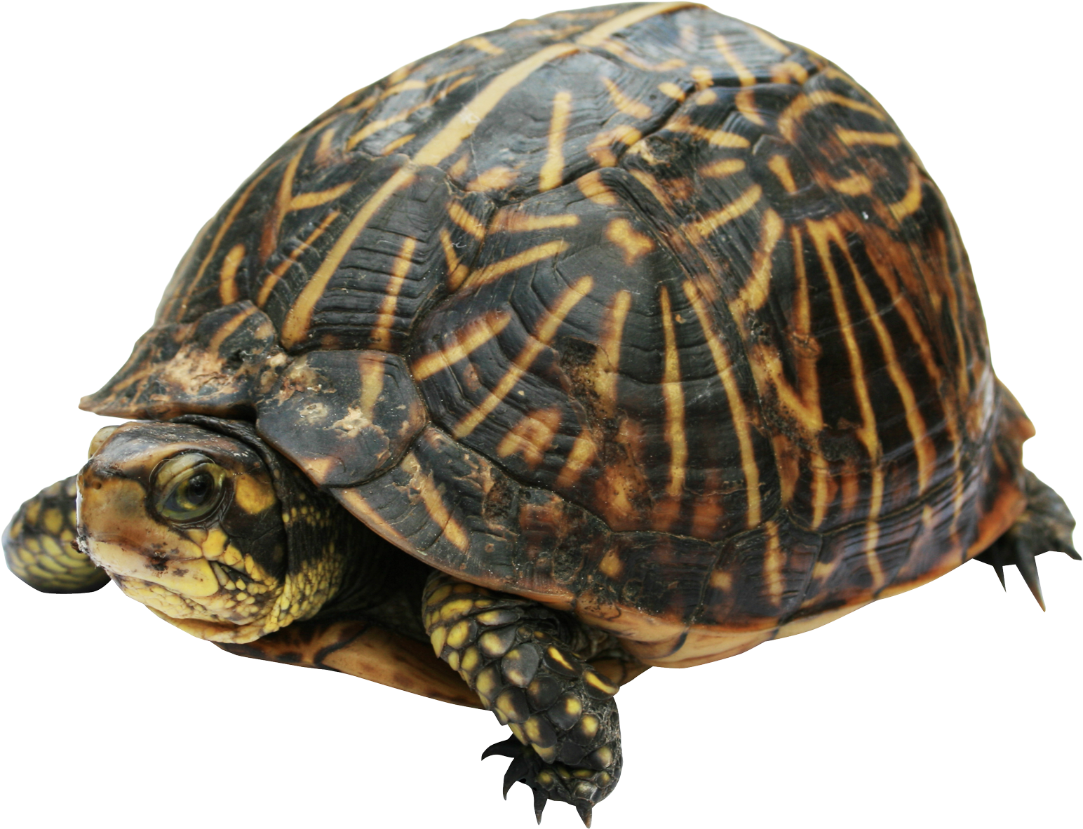 Turtle Png (1730x1337), Png Download