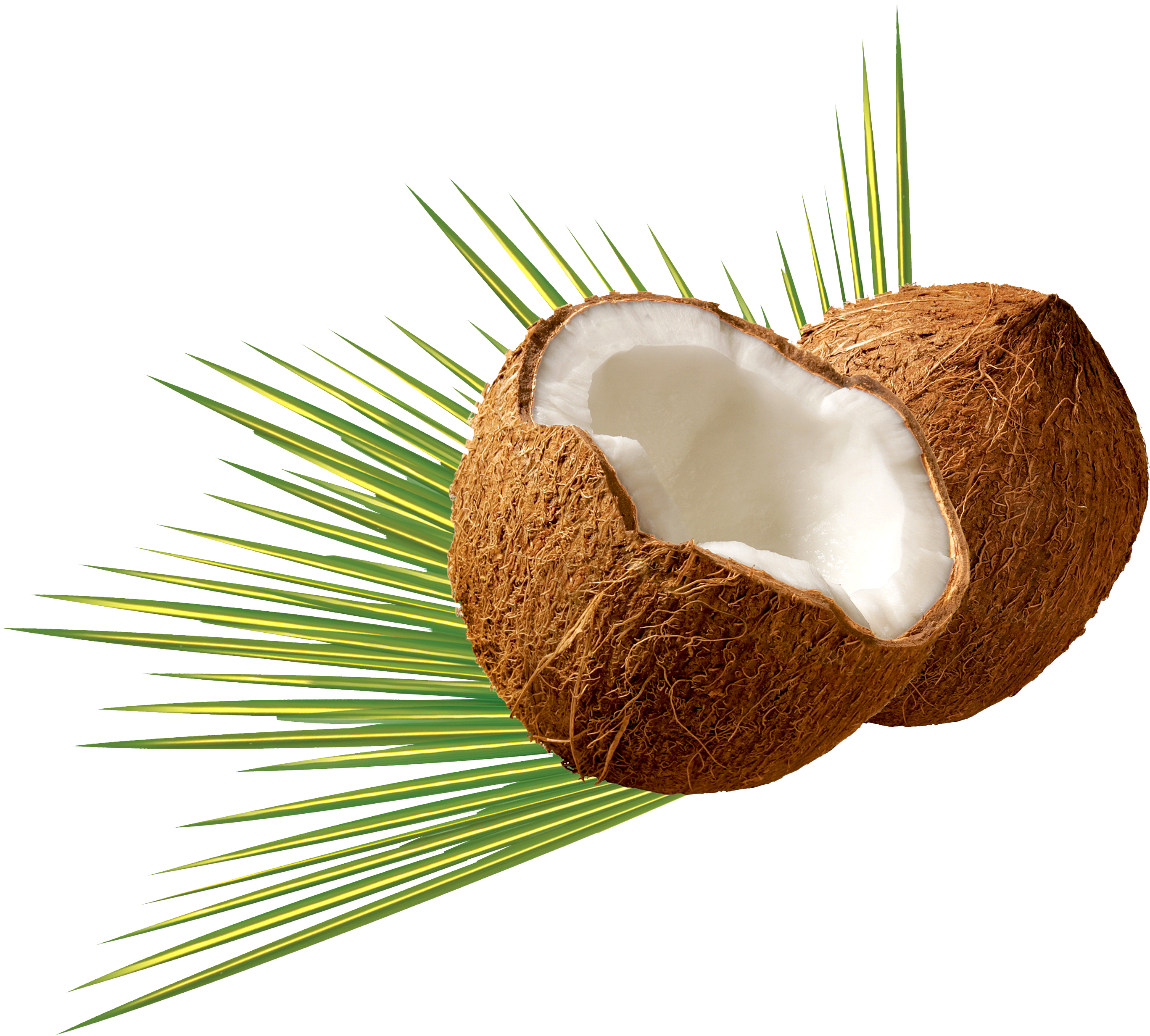 Coconut Refined Oil 500g (2800x2496), Png Download