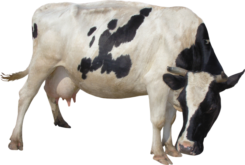 Cow Png Picture - Cows Transparent Background Png (800x539), Png Download