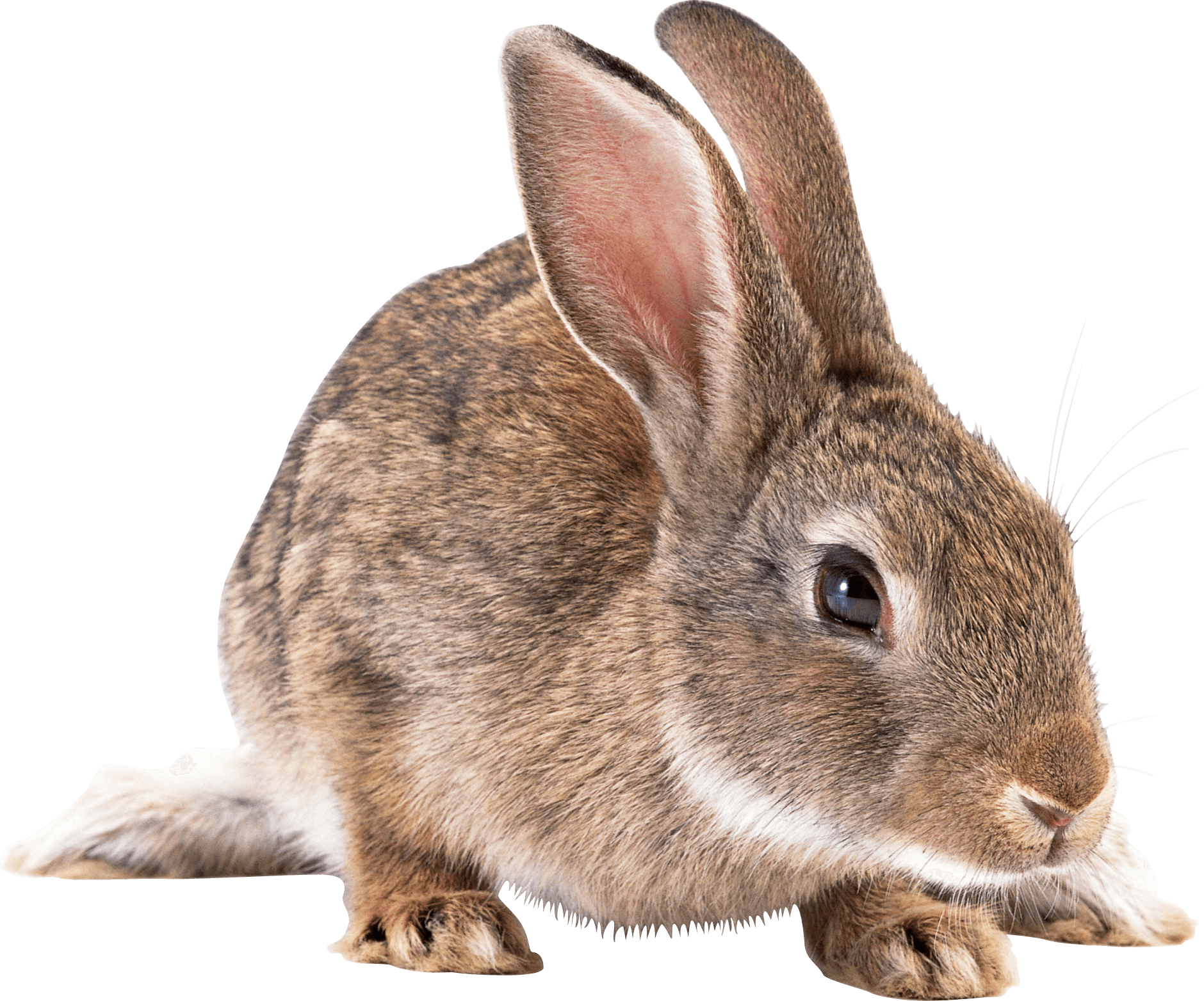 Brown Rabbit Png Image - Rabbit Png (1880x1564), Png Download