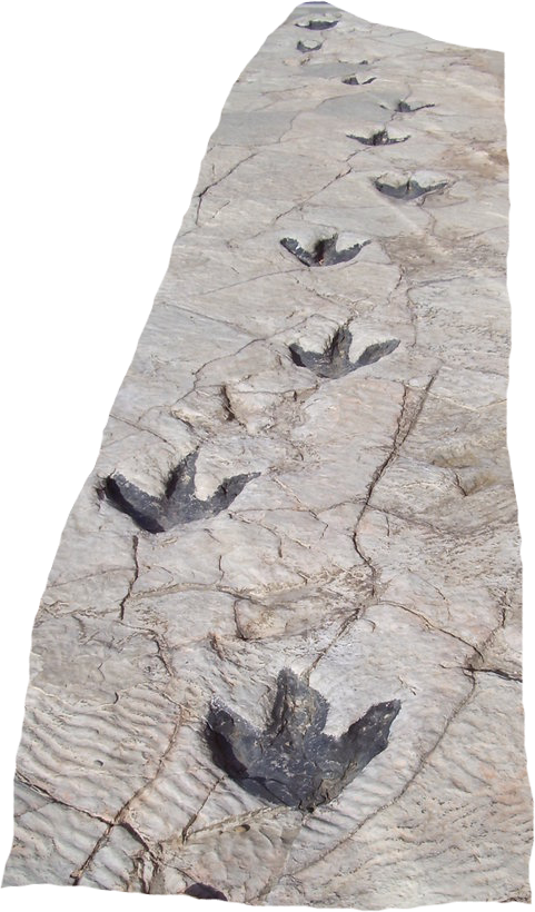 Reproduction Of Dinosaur Footprints In Science Museum - Dinosaur Footprints (481x820), Png Download