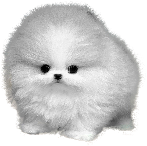 Pomeranian Information Png - Teacup Pomeranian White Background (1170x760), Png Download