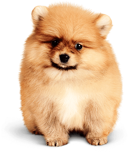 Pomeranian-pup430png - Dog (430x510), Png Download