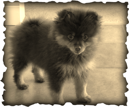 This Adorable Chocolate And Tan Pomeranian Stole My - French Black Copper Maran Eggs (438x366), Png Download