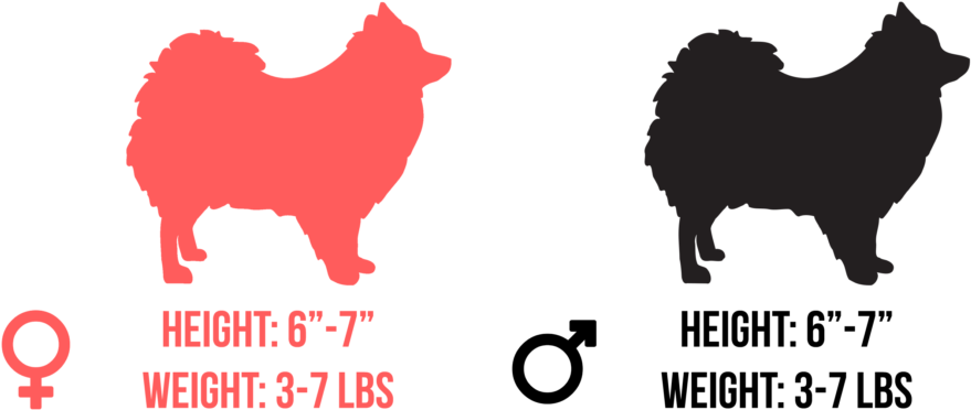 He Is A Toy Breed And Stands Only 6 To Inches Tall - Say The Color Not (1024x456), Png Download