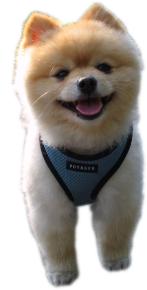 Pomeranian - Dog (600x600), Png Download