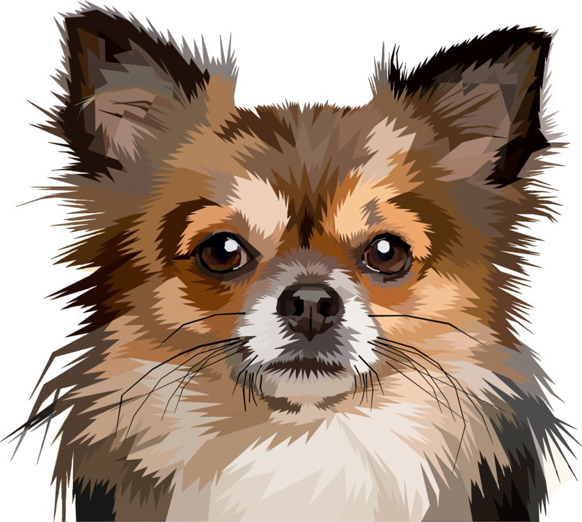 Chihuahua Puppy Pomeranian Pet Papillon Dog - Dog (836x750), Png Download