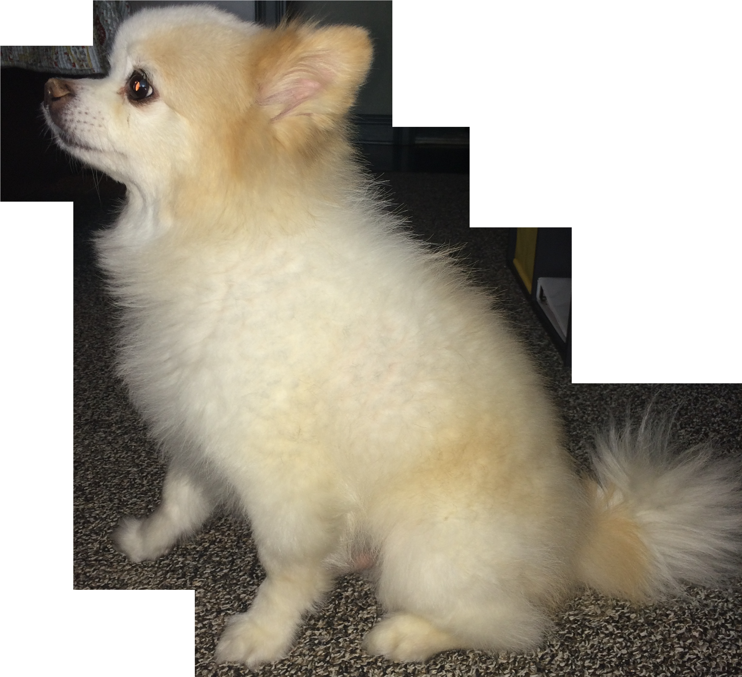 Xoklgxt - Portable Network Graphics (2448x3264), Png Download