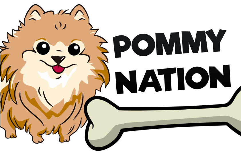 Pomeranian, Puppy - Pomeranian (840x560), Png Download