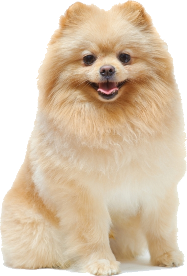 Cute Pomeranian Names (368x543), Png Download