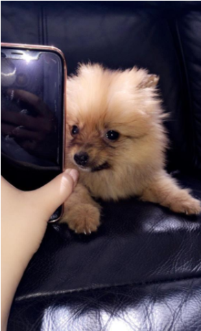 Teacup Pomeranian Puppy 8 Weeks Old - Dog (640x480), Png Download