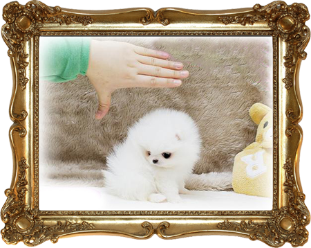 For Sale White Pomeranian - Wheat Free - Gluten Free: Cooking Italian And More (450x358), Png Download