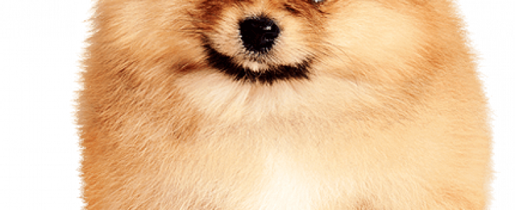 Pomeranian-pup430png - Baldivis Vet Hospital (736x301), Png Download