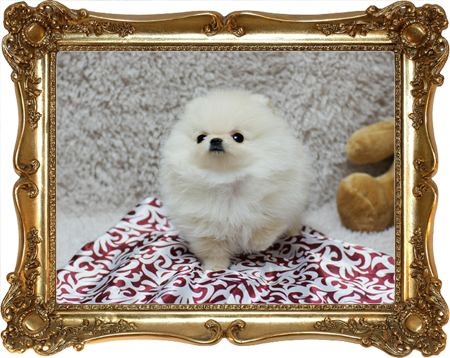 She Has Triple Coat Factor And Is Very Short And Cobby - Wheat Free - Gluten Free: Cooking Italian And More (450x358), Png Download