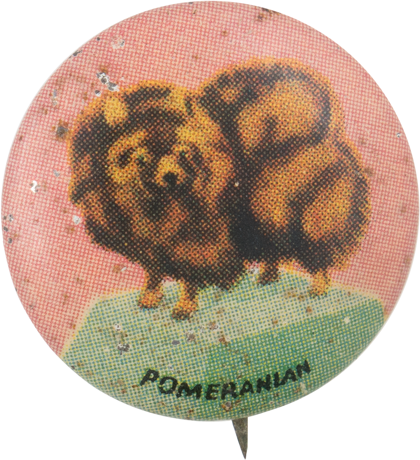 Pomeranian (1000x1011), Png Download