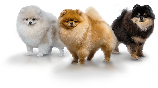 Image Is Not Available - German Spitz Klein (536x299), Png Download