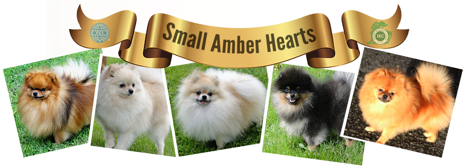 Website Logo - Pomeranian (936x350), Png Download