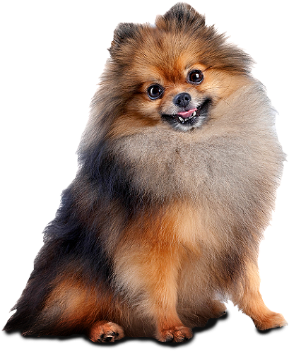 Dog (518x550), Png Download