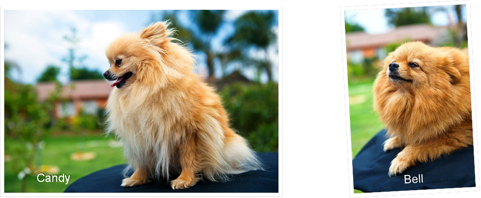 Welcome To Geraulandy Pomeranians - German Spitz Mittel (983x405), Png Download