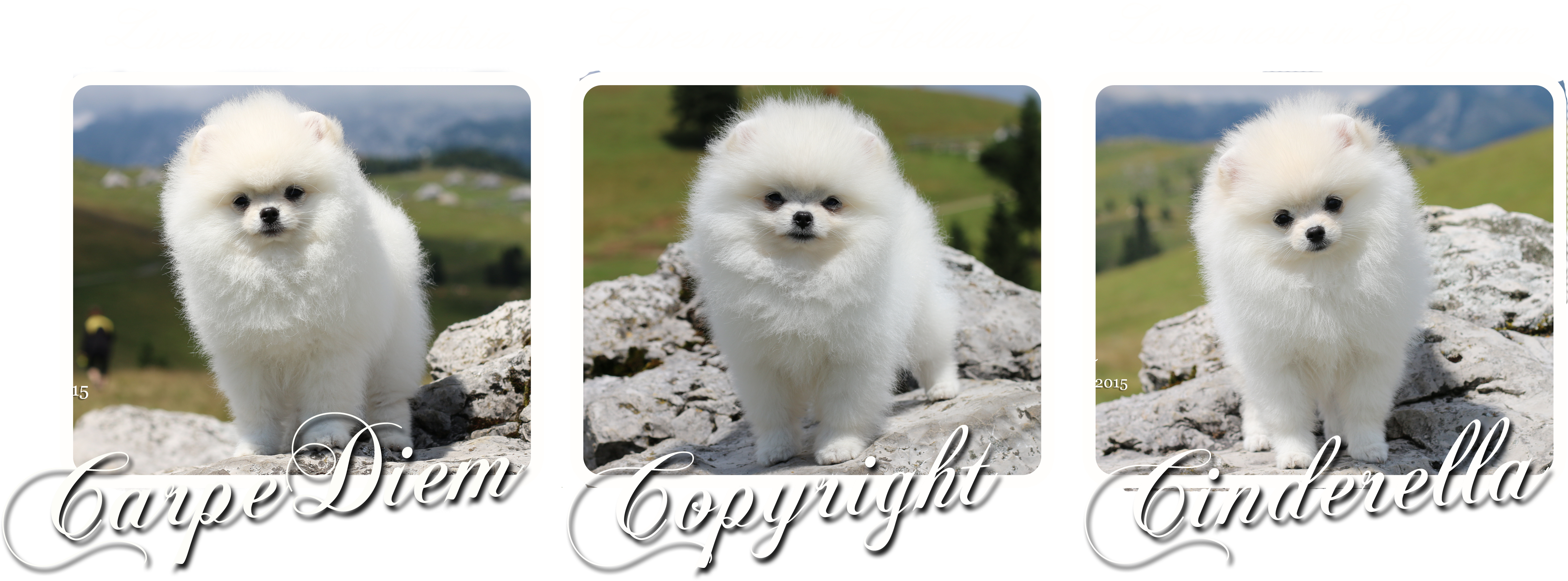 Our Puppies Leaving For The New Homes - Pomeranian (4961x2231), Png Download