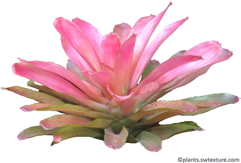Neoregelia - Tropical Rainforest (849x600), Png Download