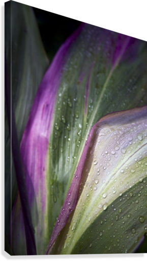 Close Up Of The Purple And Green Leaves Of A Tropical (289x511), Png Download