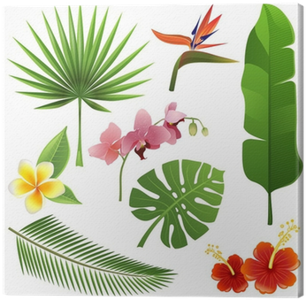 Tropical Plants (400x400), Png Download