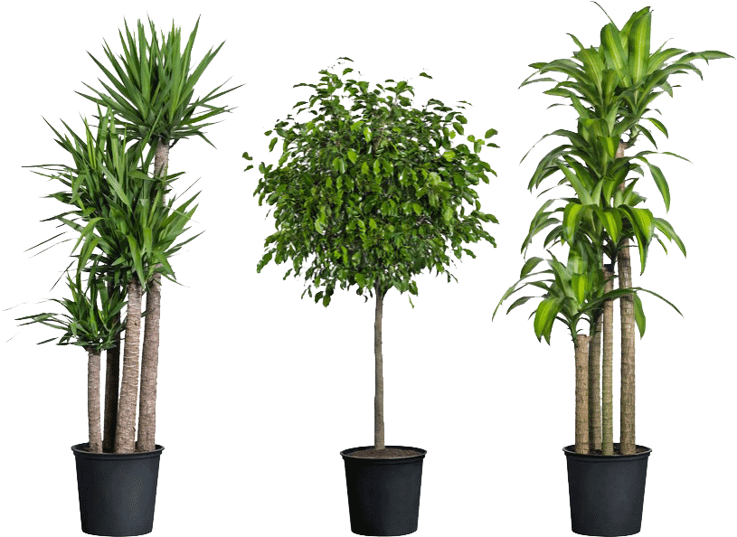 Home Depot Have House Plants (880x626), Png Download