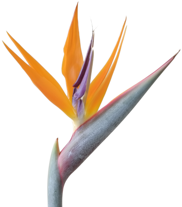 Contact Us - Bird Of Paradise Png (432x432), Png Download