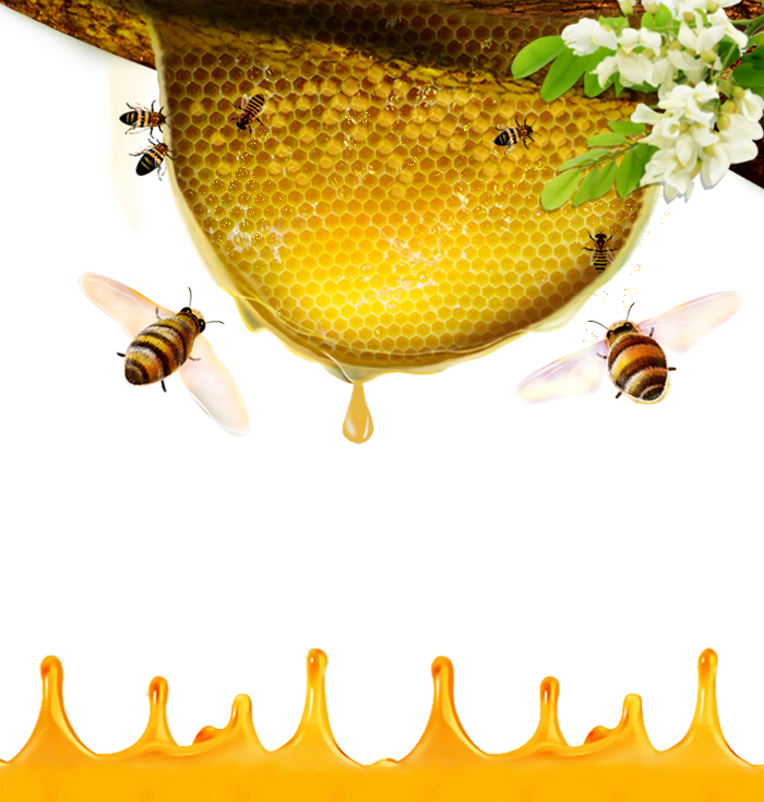 Bees Transparent Honey Australian - Honey Bee (700x735), Png Download