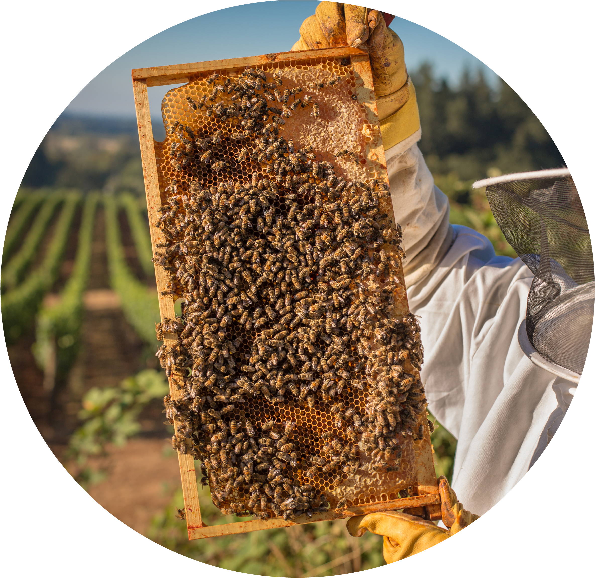 Buying Your First Langstroth - Honeybee (2521x2354), Png Download