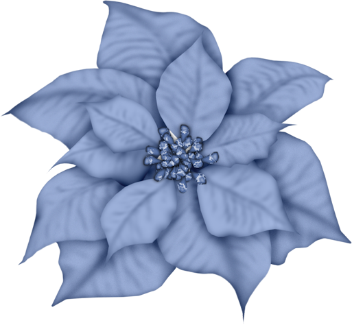 Christmas Blue Poinsettia Clip Art - Blue Poinsettia Clipart (513x474), Png Download