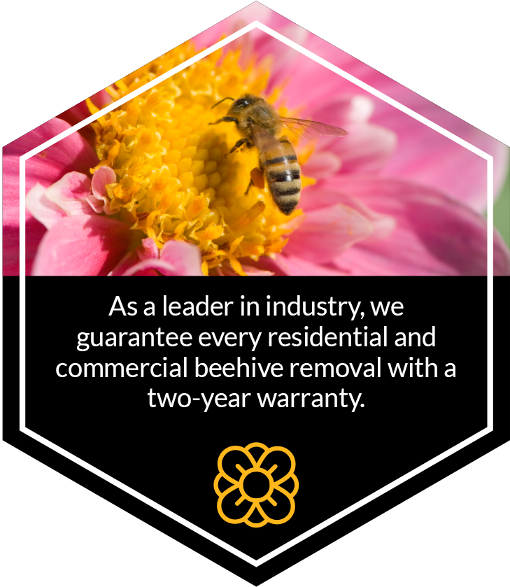 Commerical Beehive Removal - Honeybee (729x839), Png Download