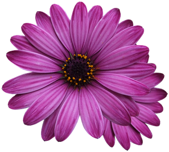 Purple Rose Clipart Purple Diamond - Single Flower Transparent Background (379x340), Png Download