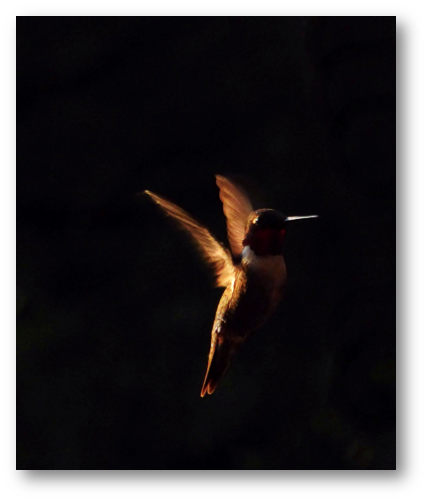 Hummingbird Orange In Dark Patti Black Unsplash - Unsplash (427x501), Png Download