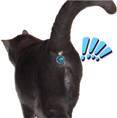 This Cats Butthole Has Been Spotted By Enemy Soldiers - Cat Butt Jewel (500x492), Png Download
