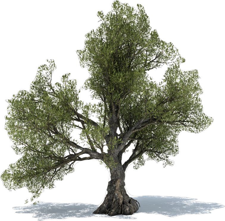 Olive Tree Power Christchurch - Olive Tree Png Free (850x850), Png Download