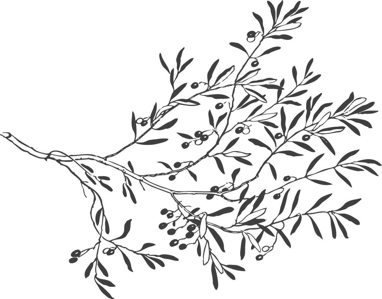 How To Set Use Grey Olive Branch Clipart (600x469), Png Download