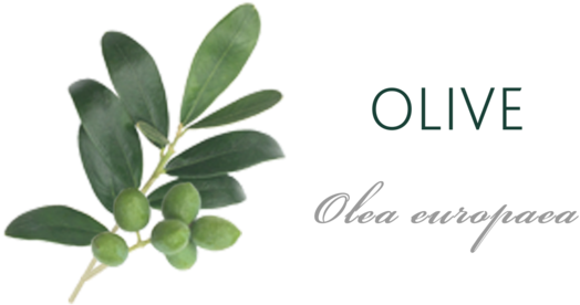 Olive Tree Meaning (600x330), Png Download