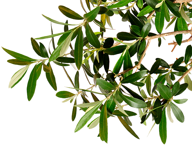 Go To Image - Olive Tree Branch Png (637x483), Png Download